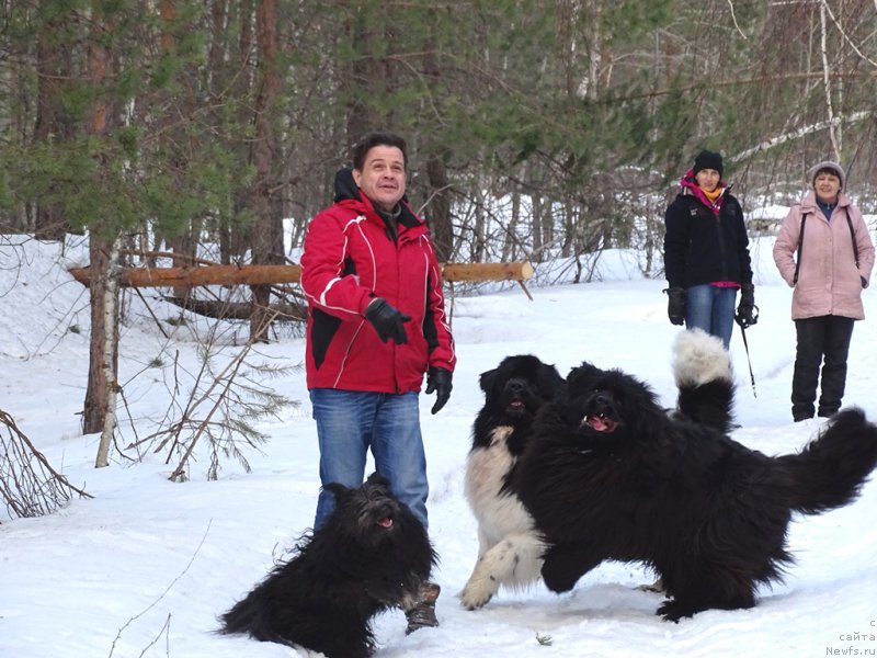 Фото: ньюфаундленд Baryishnya (Барышня), ньюфаундленд CHernyiy SHarm Vellington (Черный Шарм Веллингтон)