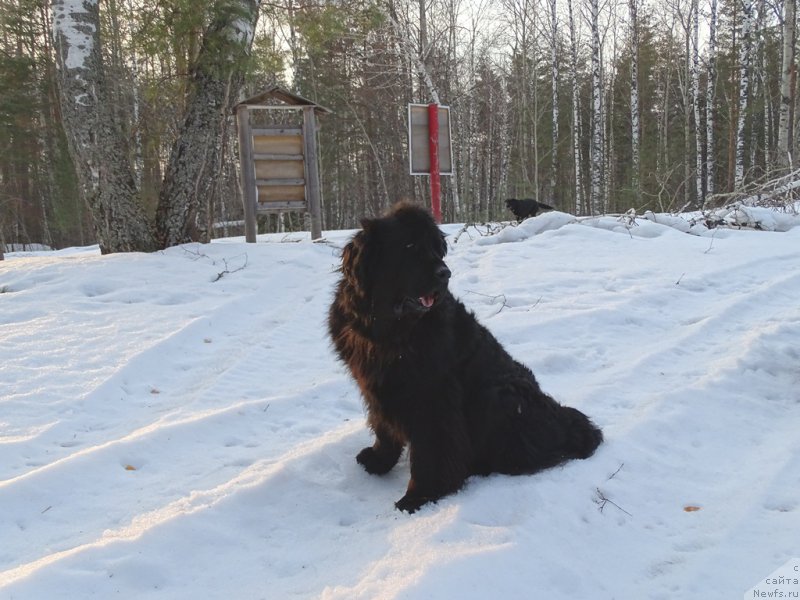 Фото: ньюфаундленд Lesnaya Skazka Lunnaya Sonata (Лесная Сказка Лунная Соната)