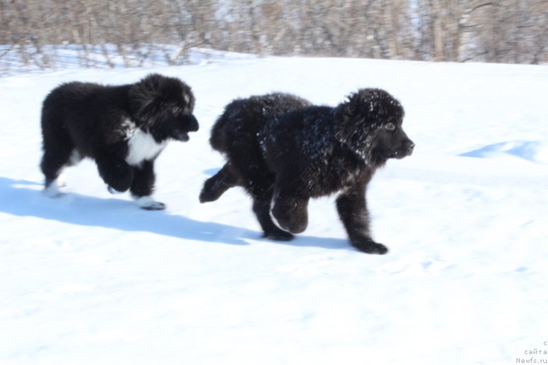 Фотография № 177554