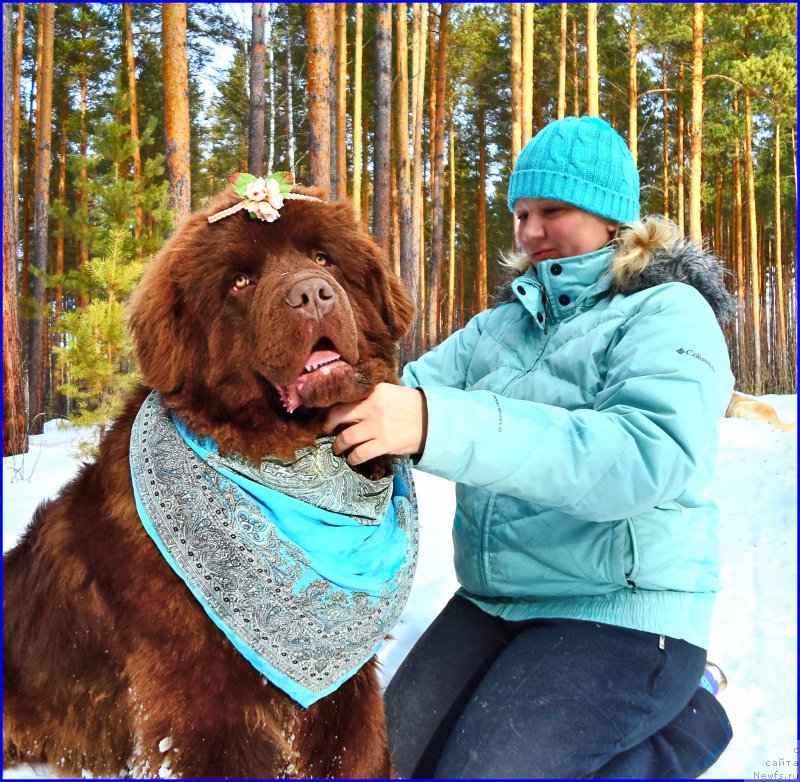 Фото: ньюфаундленд Brownblood MSK Hakim Gold Haydar (Браунблад МСК Хаким Голд Хайдар), Lena Zyirina (Лена Зырина)