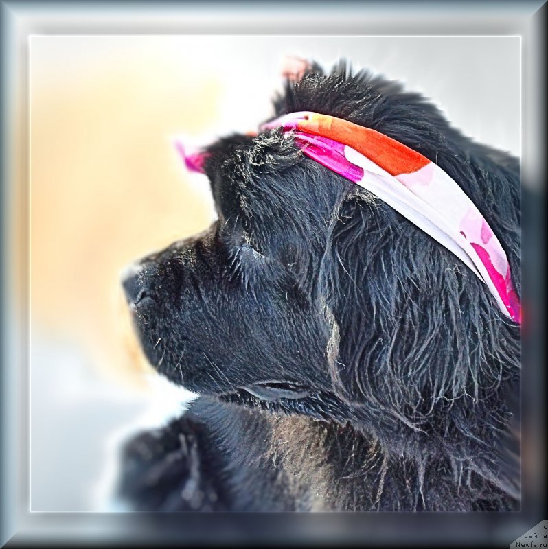 Фото: ньюфаундленд N'yufort Taym's Gold Aleksa (Ньюфорт Тайм'с Голд Алекса)