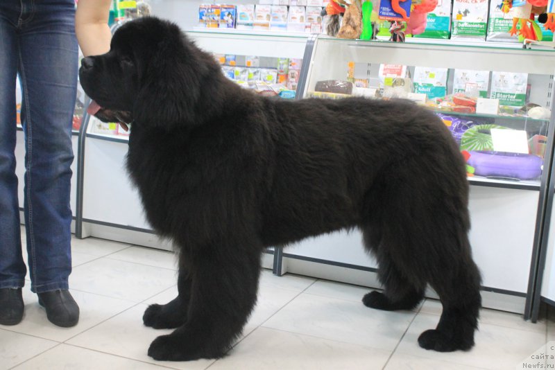 Фотография № 177580