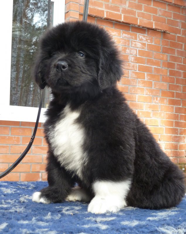 Фото: ньюфаундленд Super Premium Siesta (Супер Премиум Сиеста)