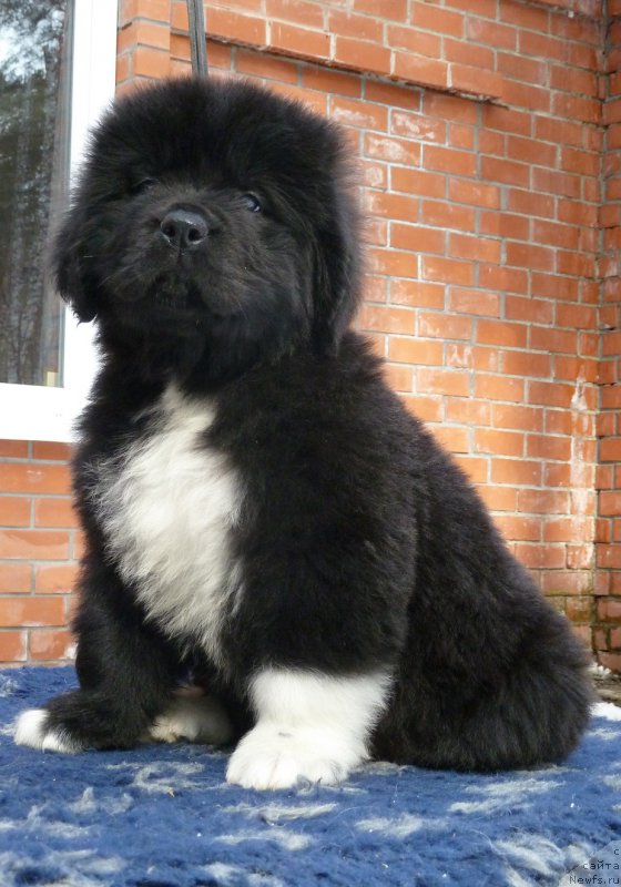 Фото: ньюфаундленд Super Premium Siesta (Супер Премиум Сиеста)