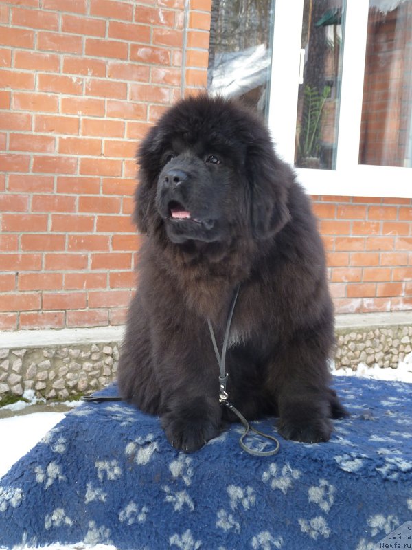 Фото: ньюфаундленд Aquatoriya Kelvin Bakkara (Акватория Келвин Баккара)