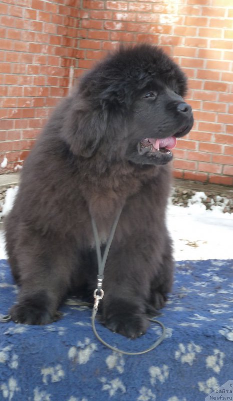 Фото: ньюфаундленд Aquatoriya Kelvin Bakkara (Акватория Келвин Баккара)