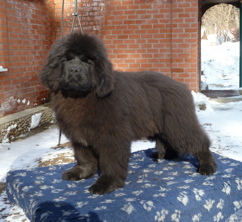 Фото: ньюфаундленд Aquatoriya Kelvin Bakkara (Акватория Келвин Баккара)