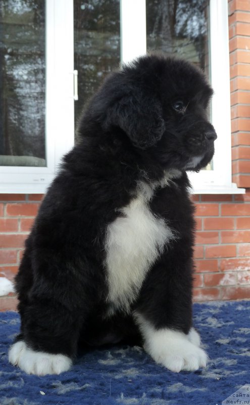 Фото: ньюфаундленд Super Premium Skandinaviya (Супер Премиум Скандинавия)