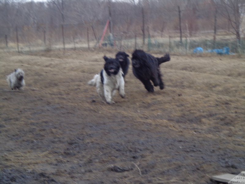 Фото: ньюфаундленд Super Premium Litoniel Vallaninor (Супер Премиум Литониэль Валланинор), ньюфаундленд Super Premium Nao Del Trato (Супер Премиум Нао Дел Трато), ньюфаундленд Viktorius Smayl (Викториус Смайл)