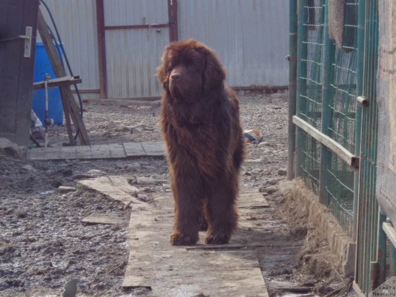 Фото: ньюфаундленд N'yufort YU'Severino (Ньюфорт Ю'Северино)