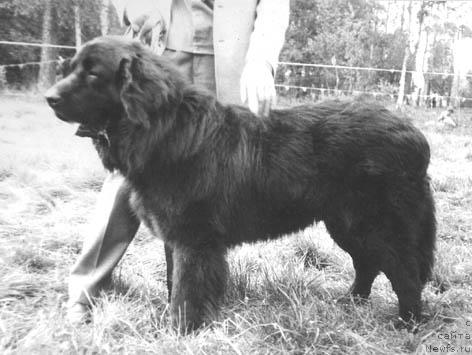 Фото: ньюфаундленд Egyu Garem (Егю Гарем)