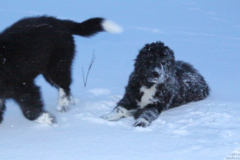 Фото: ньюфаундленд Lilli Byet (Лилли Бэт)