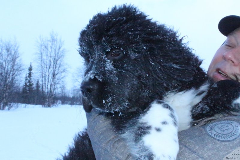 Фото: ньюфаундленд Lilli Byet (Лилли Бэт)