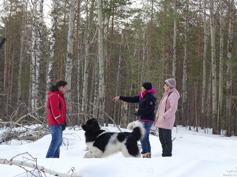 Фото: ньюфаундленд CHernyiy SHarm Vellington (Черный Шарм Веллингтон), Galiya Gizatullina (Галия Гизатуллина), YEl'za CHernova (Эльза Чернова)