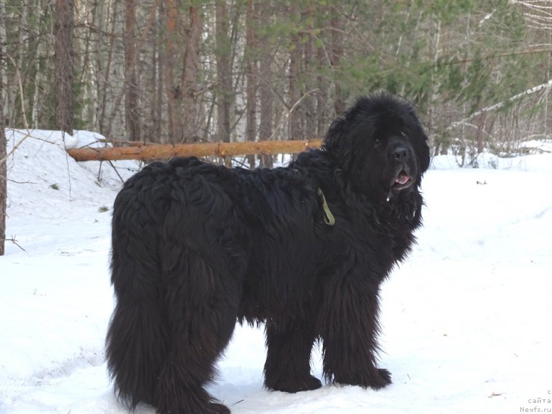 Фото: ньюфаундленд Akin Soul Sofiya (Акин Соул София)