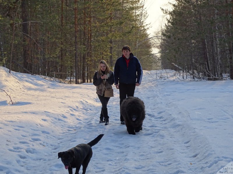 Фото: ньюфаундленд Andjel Viktorius (Анджел Викториус)