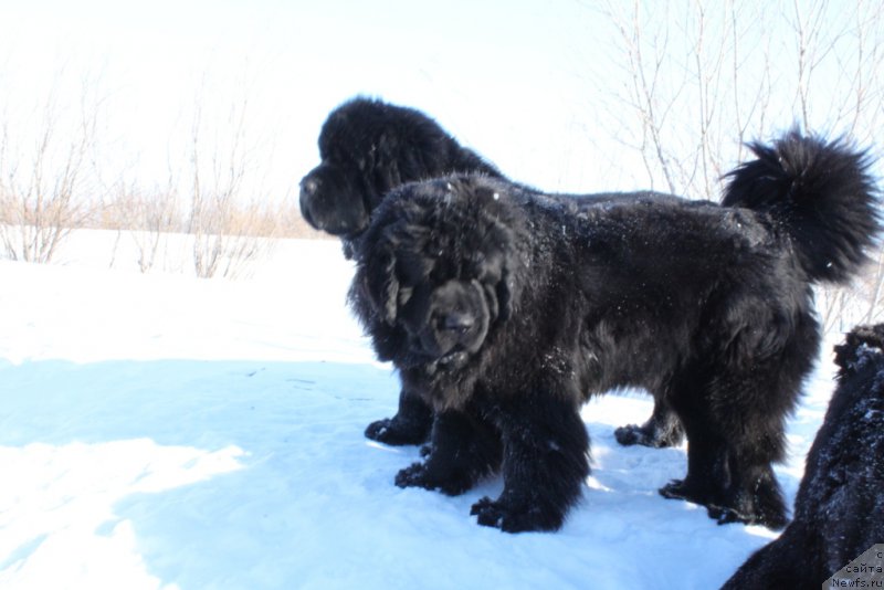 Фото: ньюфаундленд YAntarnaya Mechta (Янтарная Мечта), ньюфаундленд Beguschaya po Volnam Zero Kool (Бегущая по Волнам Зеро Коол)