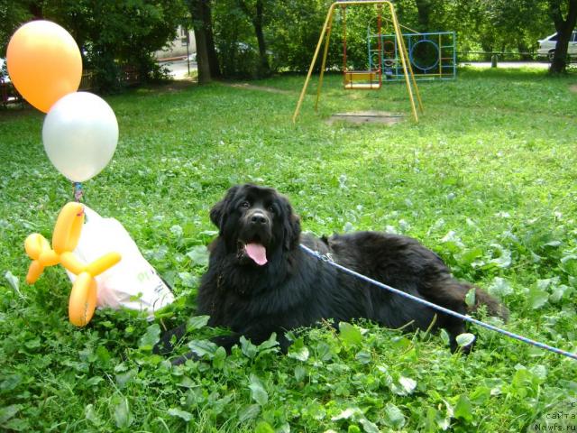 Фото: ньюфаундленд Myedjikal Oushen Gekata (Мэджикал Оушен Геката)