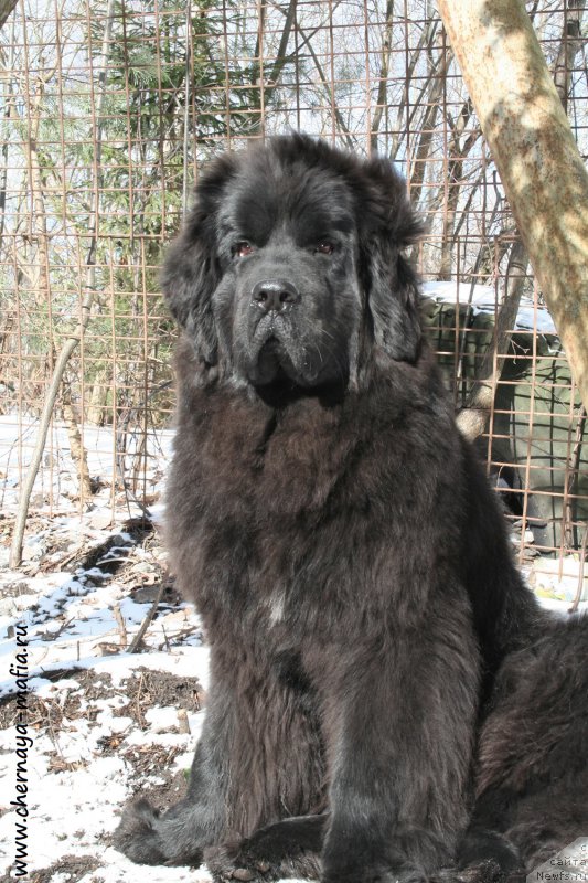 Фото: ньюфаундленд Chernaya Mafia Shengen Visa (Черная Мафия Шенген Виза)