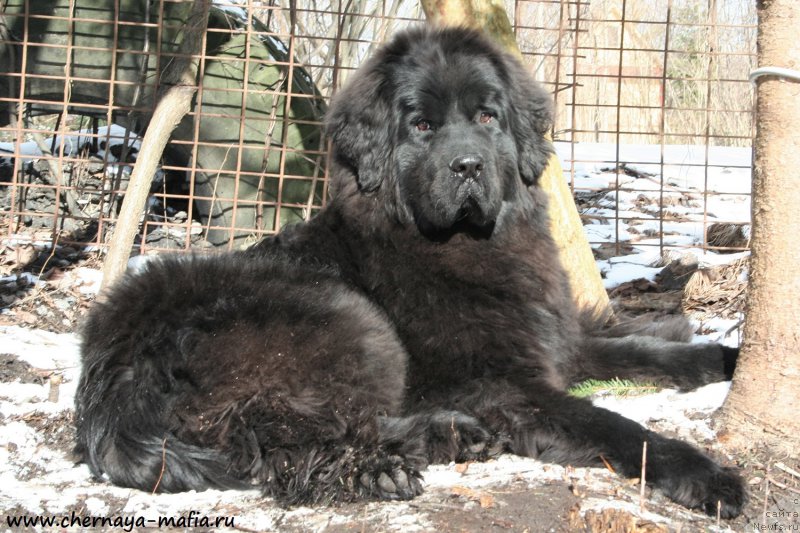 Фото: ньюфаундленд Chernaya Mafia Shengen Visa (Черная Мафия Шенген Виза)