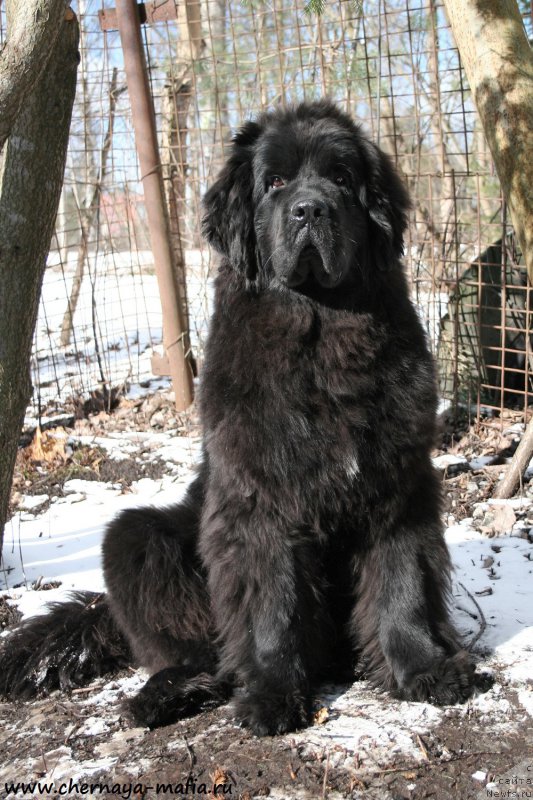 Фото: ньюфаундленд Chernaya Mafia Shengen Visa (Черная Мафия Шенген Виза)