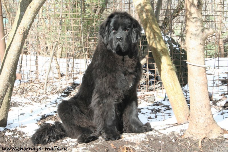 Фото: ньюфаундленд Chernaya Mafia Shengen Visa (Черная Мафия Шенген Виза)