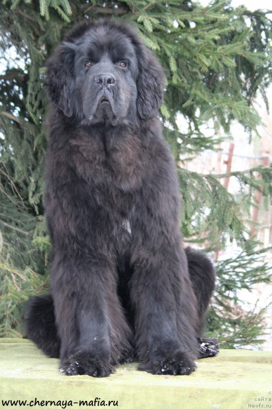 Фото: ньюфаундленд Chernaya Mafia Shengen Visa (Черная Мафия Шенген Виза)