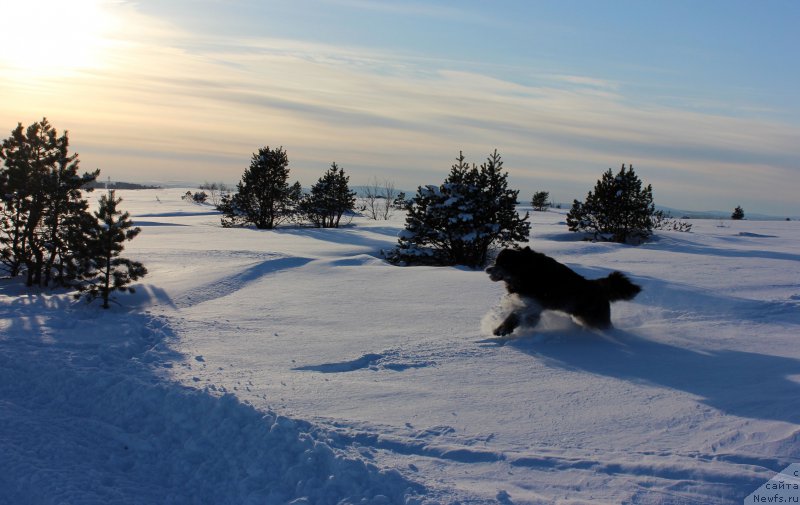 Фото: ньюфаундленд Smigar Tango in the Night (Смигар Танго ин зе Найт)