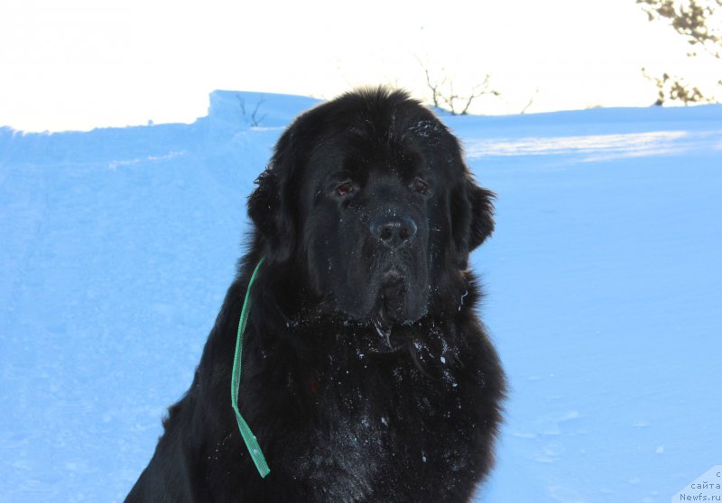 Фото: ньюфаундленд Smigar Tango in the Night (Смигар Танго ин зе Найт)