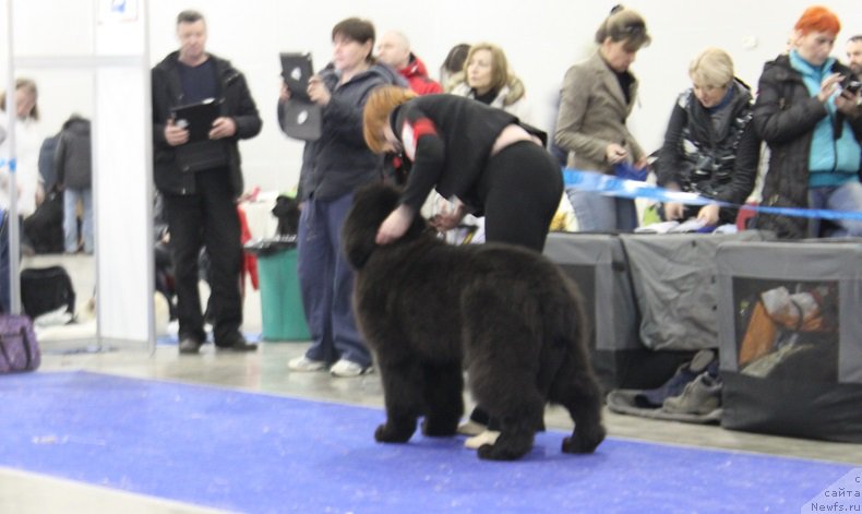 Фото: ньюфаундленд Markiz Maximilien de Mark (Маркиз Максимельен Де Марк)
