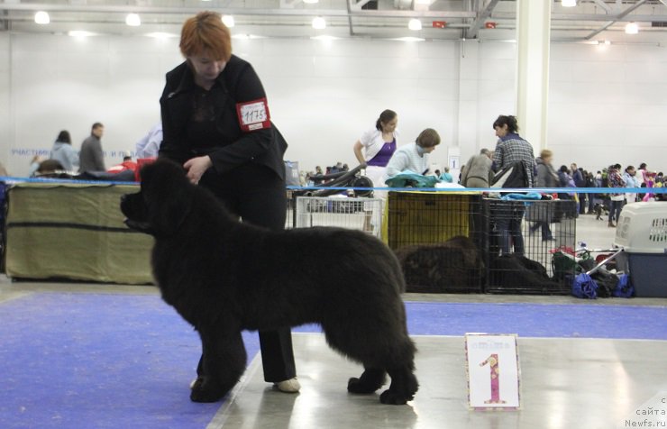 Фото: ньюфаундленд Markiz Maximilien de Mark (Маркиз Максимельен Де Марк)