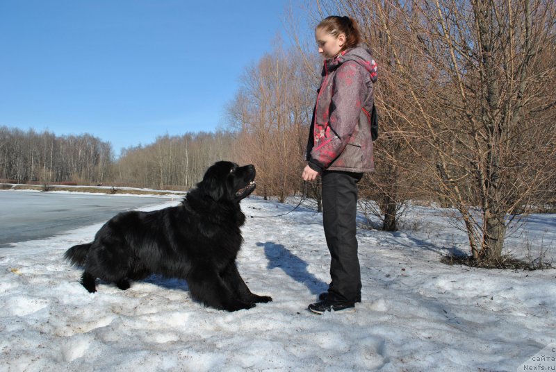 Фото: ньюфаундленд Chernyj Chank s Berega Dona (Черный Чанк с Берега Дона)