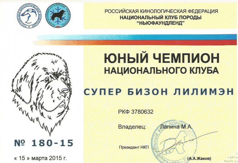Фото: ньюфаундленд Super Bizon Liliman (Супер Бизон Лилимэн)