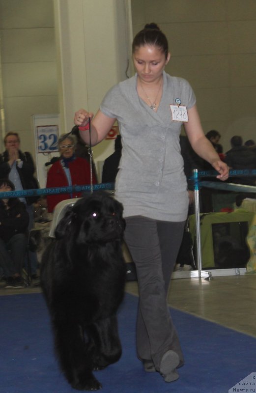 Фото: ньюфаундленд Chernyj Chank s Berega Dona (Черный Чанк с Берега Дона), Irina Skladnova (Ирина Складнова)