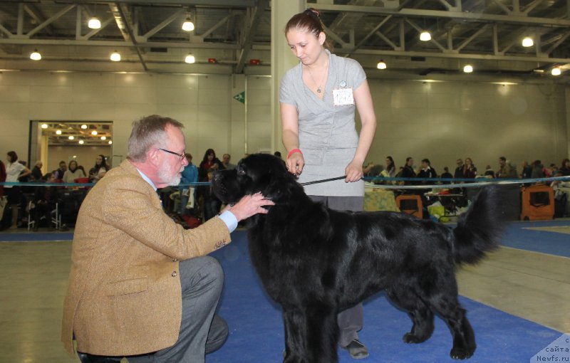 Фото: ньюфаундленд Chernyj Chank s Berega Dona (Черный Чанк с Берега Дона), Irina Skladnova (Ирина Складнова)