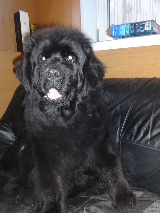 Фото: ньюфаундленд Blek Dolli Peyv Black (Блэк Долли Пейв Блэк)