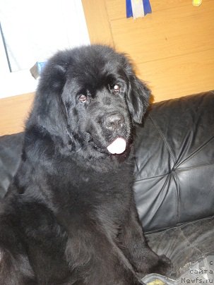 Фото: ньюфаундленд Blek Dolli Peyv Black (Блэк Долли Пейв Блэк)