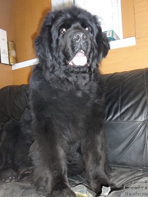 Фото: ньюфаундленд Blek Dolli Peyv Black (Блэк Долли Пейв Блэк)