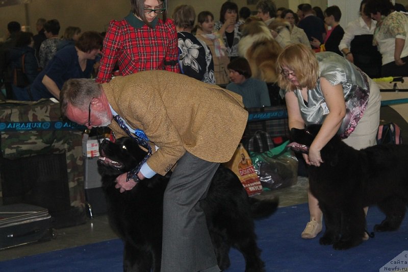 Фото: ньюфаундленд Medovaya Milleti Vnushka Lady (Медовая Милетти Внучка Леди)