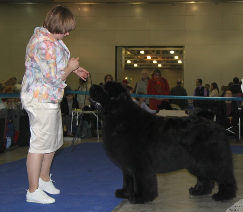 Фото: ньюфаундленд Aquatoriya Kelvin From Siberia at Cayuga (Акватория Келвин Фром Сибириа эт Каюга)