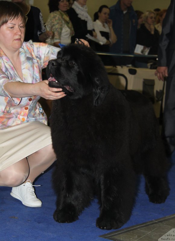 Фото: ньюфаундленд Aquatoriya Kelvin Yuse of Magic Spirit (Акватория Келвин Юз оф Мэджик Спирит)