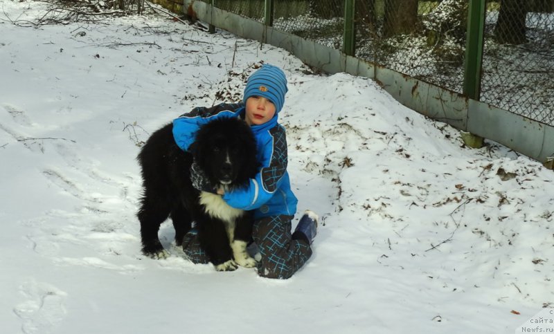 Фото: ньюфаундленд Leks Krasavchik (Лекс Красавчик)