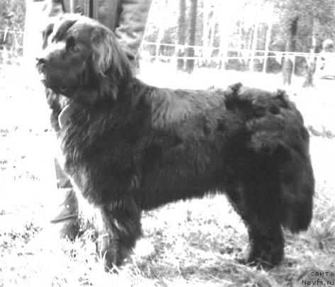 Фото: ньюфаундленд B'yutbush Santa (Бьютбуш Санта)