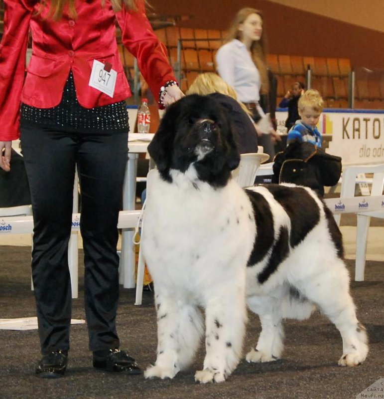 Фото: ньюфаундленд Chernaya Mafia Zebra Time (Черная Мафия Зебра Тиме)