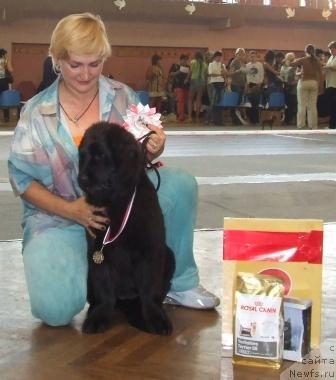 Фото: ньюфаундленд Alina Alika iz Orlovskoy Slobodyi (Алина Алика из Орловской Слободы)