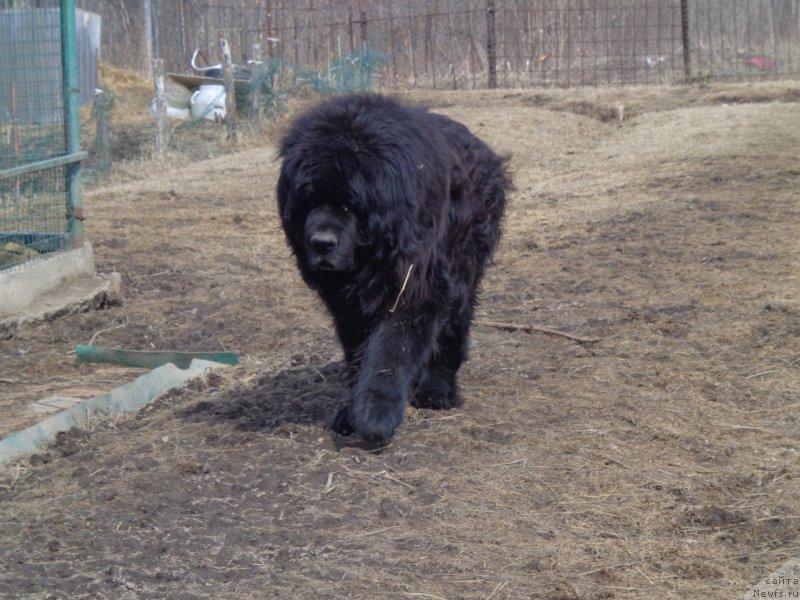 Фото: ньюфаундленд Viski Red Label Veps (Виски Ред Лейбл Вепс)