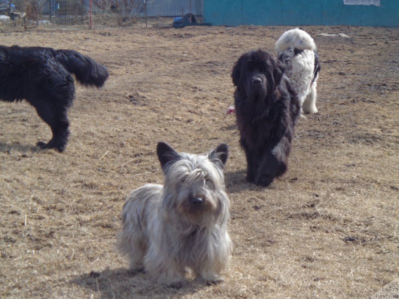 Фото: ньюфаундленд Super Premium Nemessis (Супер Премиум Немессис), и Тарас