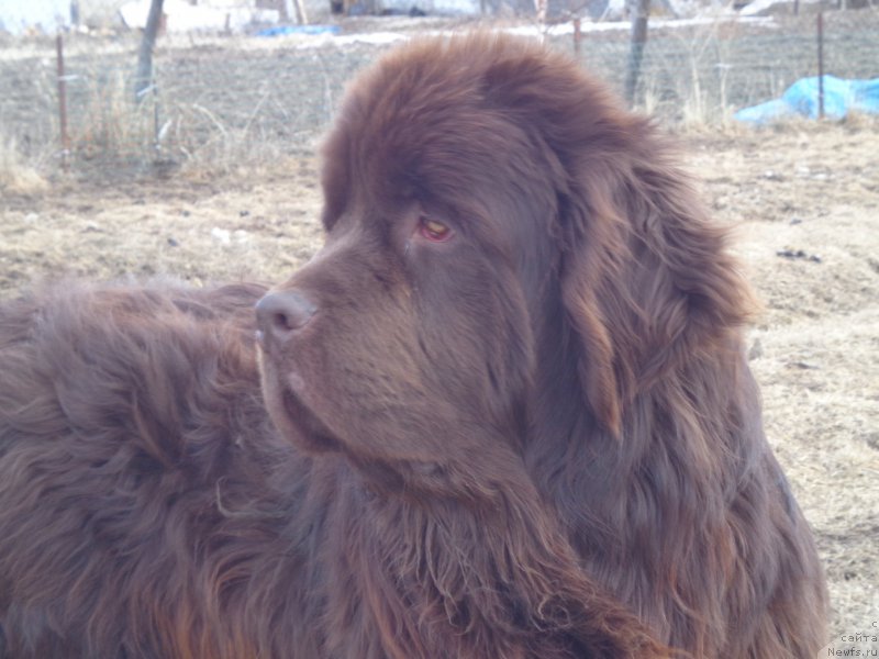 Фото: ньюфаундленд N'yufort YU'Severino (Ньюфорт Ю'Северино)