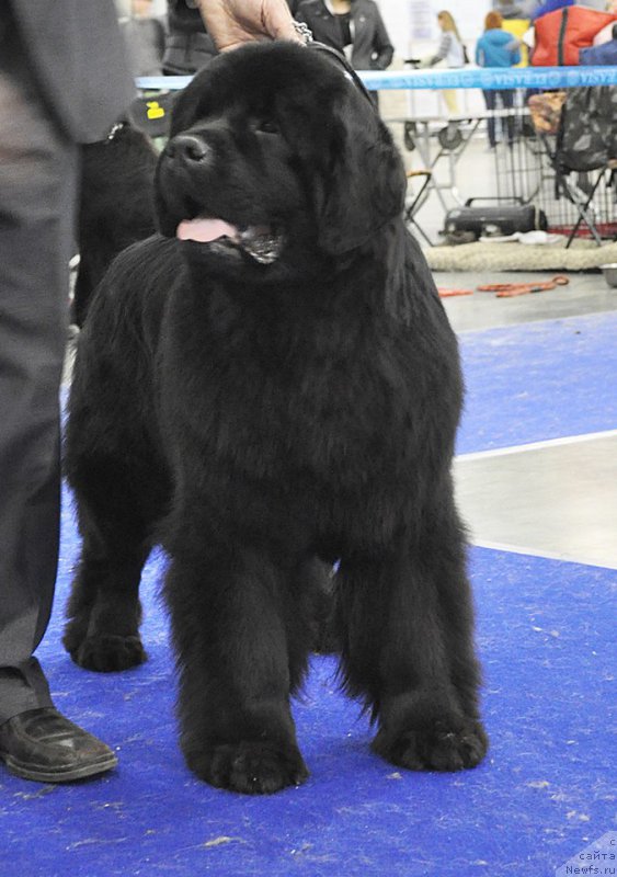 Фото: ньюфаундленд Chudo Choice Zvezdnyj Dar s Berega Dona (Чудо Чойс Звездного Дара с Берега Дона)