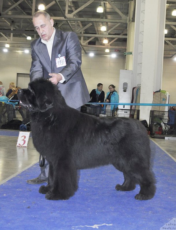 Фото: ньюфаундленд Zvezdnij Dar Agassi (Звездный Дар Агасси)